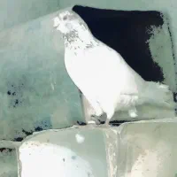 معاوضه با عروس هلندی، طوطی، مینا، مرغ عشق|پرنده|رفسنجان, |دیوار