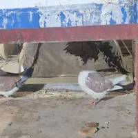 کفتر دم چتری|پرنده|یزد, |دیوار
