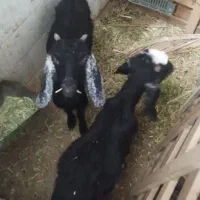 بز و گوسفند|حیوانات مزرعه|مهر, |دیوار