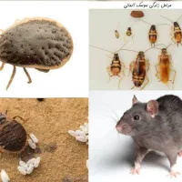 سمپاشی ساس سوسک کنه کک(سم پاشی)ملاردشهریاراسلامشهر