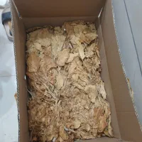 تنباکو