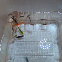 ماهی گوپی،زبرا،میگو