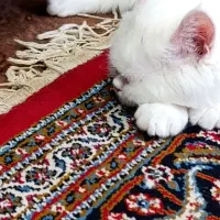 گربه نر جهت جفتگیری|گربه|بیرجند, |دیوار