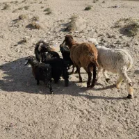 دوتا بره نر و۵تا کره نر برای داشت خوابنده|حیوانات مزرعه|زابل, |دیوار