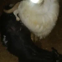 بزغاله|حیوانات مزرعه|قروه, |دیوار