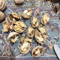 گردو تازه چرب پر مغز