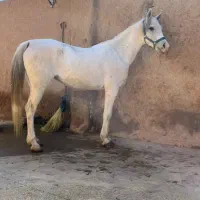 مادیان عرب