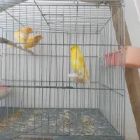 قناری نرو ماده