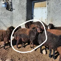 بره قوچ هترو