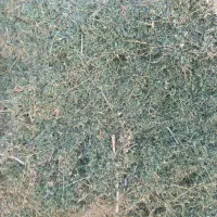 علوفه یونجه|عمده‌فروشی|شازند, |دیوار