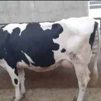 گاو شیری جوان پرشیر