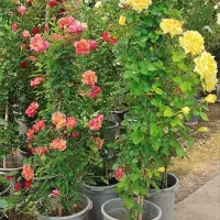 انواع گیاهان رونده