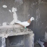 طوقی جفتی|پرنده|سبزوار, دانشگاه آزاد|دیوار