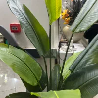 درختچه پرنده بهشتی|گل مصنوعی|اراک, |دیوار