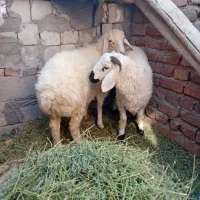 بره شیر نرو ماده|حیوانات مزرعه|کرمان, |دیوار