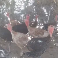 فروش بوقلمون وغاز