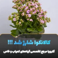 کالانکوا زیبا،خاص،مقوام فقط ۱۵۰ تومن در گلوریا