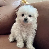 سگ پامر اشپیتز