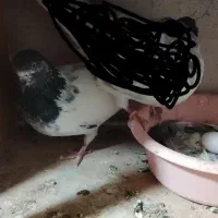 کفتر پرشی|پرنده|رباط‌کریم, رباط‌کریم|دیوار