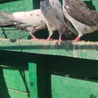 سه عدد حیوون درجه یک|پرنده|بندرعباس, |دیوار