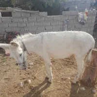 الاغ آرام و جوان|حیوانات مزرعه|تخت, |دیوار