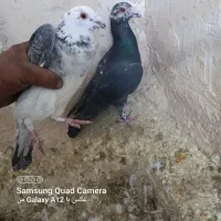 کبوتر پرشی و جفتگاه عطیقه|پرنده|اسفراین, |دیوار