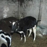 گوساله دورگ