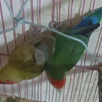 طوطی برزیلی مولد|پرنده|بندر ماهشهر, |دیوار