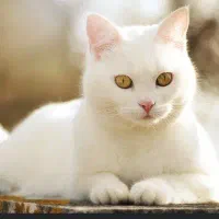 گوشی گربه ای