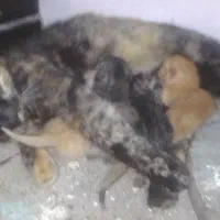 واگذاری بچه گربه ها با مادرشون