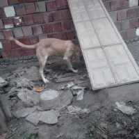 سگ پژدر|سگ|کردکوی, |دیوار