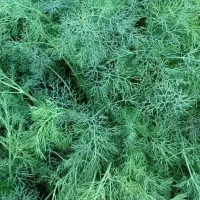 شوید تازه|خوردنی و آشامیدنی|اصفهان, ارداجی|دیوار