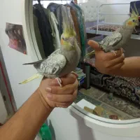 عروس هلندی|پرنده|مشهد, نوید|دیوار