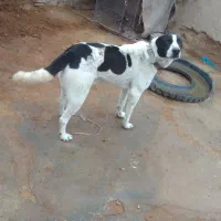 سگ گوسفندی به شرت دهن پاک