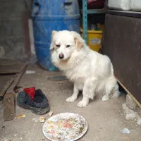 اشپیتز|سگ|رشت, لاکان شهر|دیوار