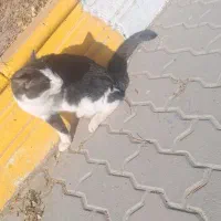 گربه|گربه|اردبیل, |دیوار