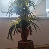 دوعدد نخل تزیینی