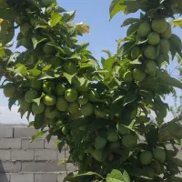 فروش-باغ-900-متری-قسطی