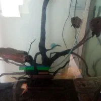 4جفت اسکار شکارچی