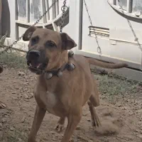 واگذاری سگ پیتبول نگهبان