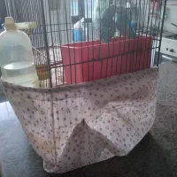 مرغ عشق جفت دوبارجوجه دادن|پرنده|تهران, اتابک|دیوار