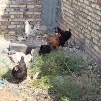 ۵تا مرغ و یک خروس|حیوانات مزرعه|تربت جام, یحیی آباد|دیوار