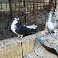 کبوتر خوشرنگ|پرنده|بوئین زهرا, |دیوار