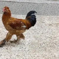 خروس فروشی