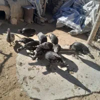 بوقلمون محلی