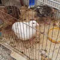 بلدرچین