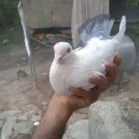 کبوتر کله سبز دو سبز