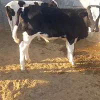 فروش۱۴راس‌گوساله‌نرلاغر|حیوانات مزرعه|زرین دشت (فارس), |دیوار