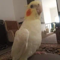 عروس هلندی زیبا