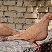 کبوتر زرد|پرنده|کازرون, |دیوار